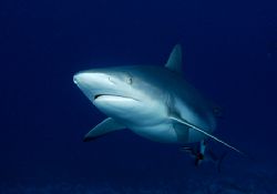 Seems like everyone's in the mood for sharks. Here's one ... by Andy Lerner 